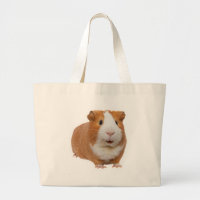 red guinea pig