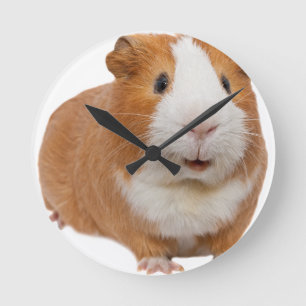 red guinea pig round clock