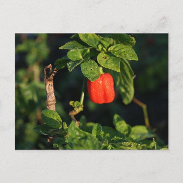 red habanerno hot pepper against leaves postcard (Front)