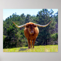 Red-Haired Texas Longhorn