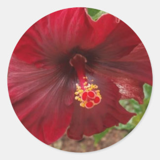 red hawaii hibiscus plant classic round sticker