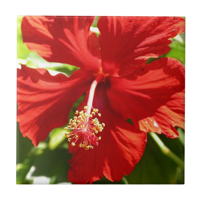 Red Hawaiian Hibiscus Flower Tile (Front)