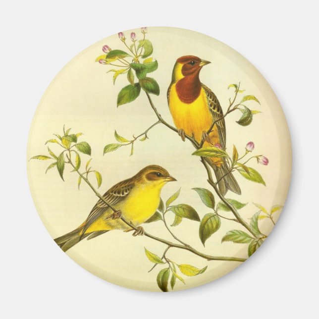 Red-headed Bunting Emberiza bruniceps Magnet (Front)