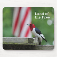 Red-headed Woodpecker 2
