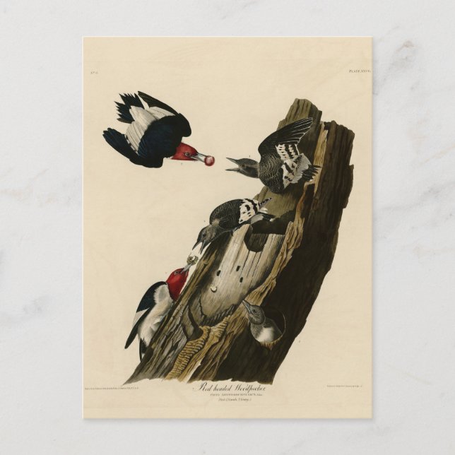 Red headed Woodpecker - Audubon's Birds of America Postcard (Front)