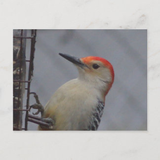 Red headed woodpecker bird nature postcard