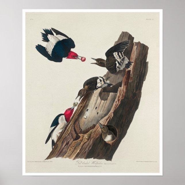 Red-headed Woodpecker by Audubon Poster (Front)