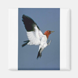 Red-headed Woodpecker in flight Magnet