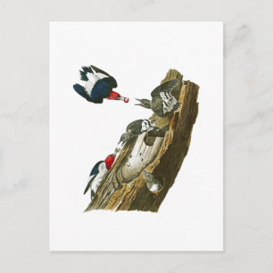Red headed Woodpecker John Audubon Birds America Postcard