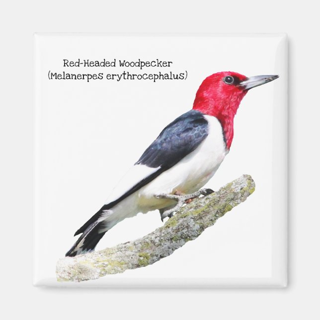 Red-Headed Woodpecker Magnet (Front)
