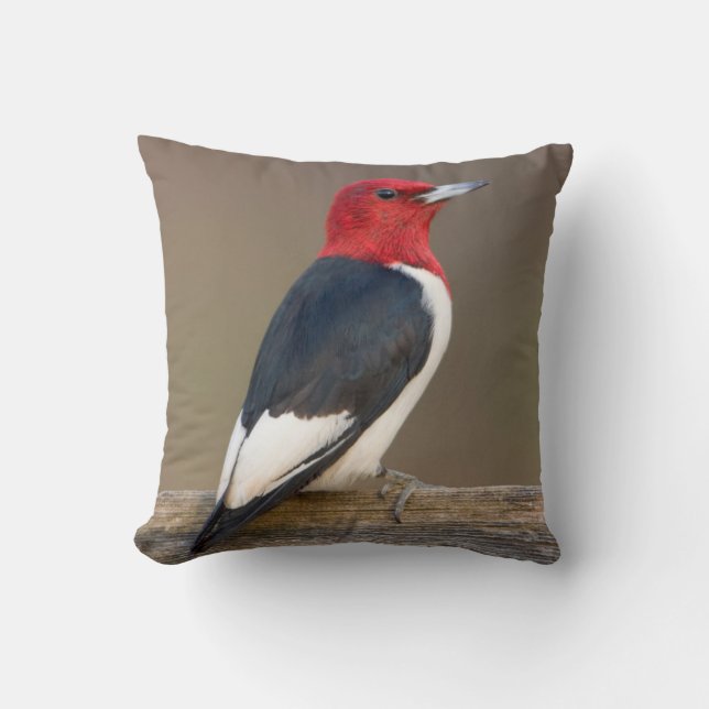 Red-headed Woodpecker on fence Cushion (Front)