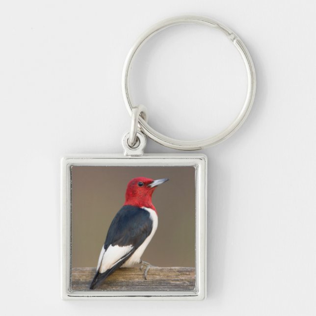 Red-headed Woodpecker on fence Key Ring (Front)
