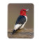 Red-headed Woodpecker on fence