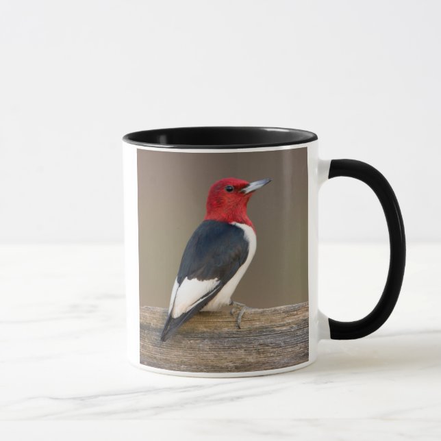 Red-headed Woodpecker on fence Mug (Right)