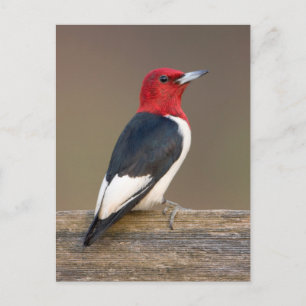 Red-headed Woodpecker on fence Postcard