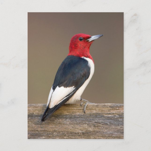 Red-headed Woodpecker on fence Postcard (Front)