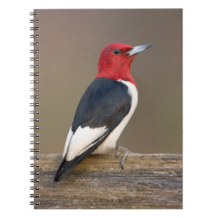 Red-headed Woodpecker on fence Spiral Notebook