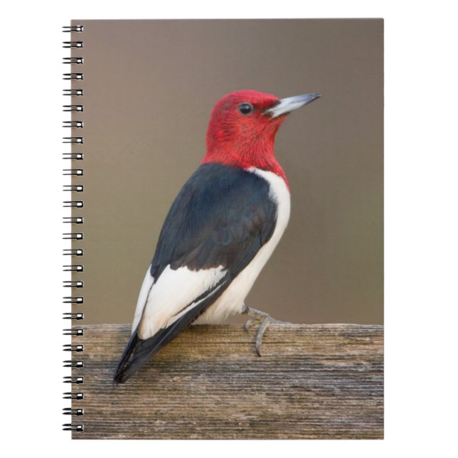 Red-headed Woodpecker on fence Spiral Notebook (Front)