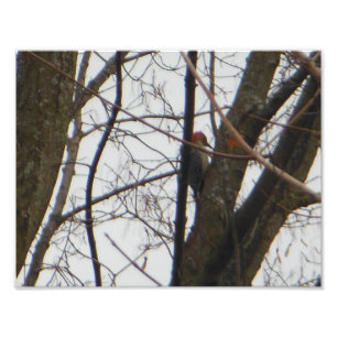Red Headed Woodpecker Photo Print