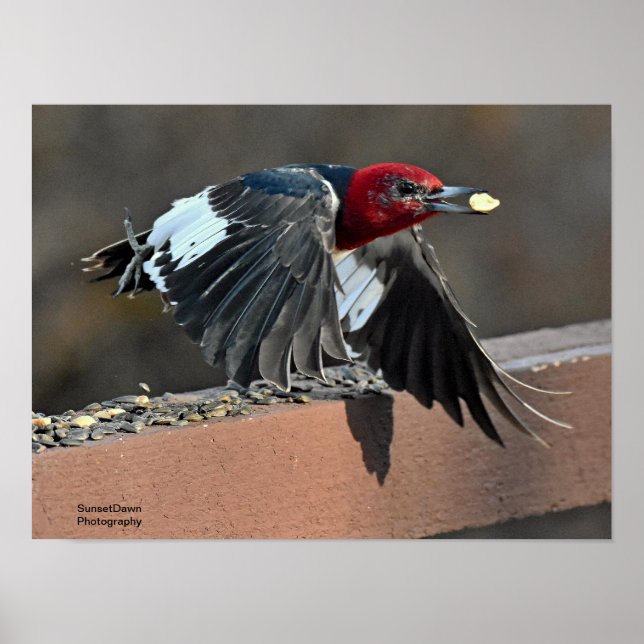 Red-Headed Woodpecker Poster (Front)