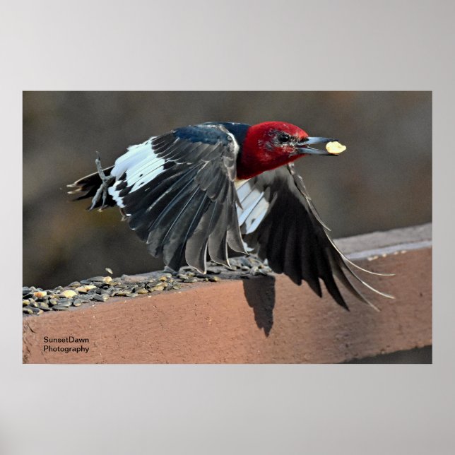 Red-Headed Woodpecker Poster (Front)