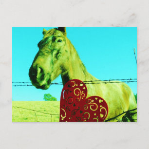 Red Heart and  Horse Postcard