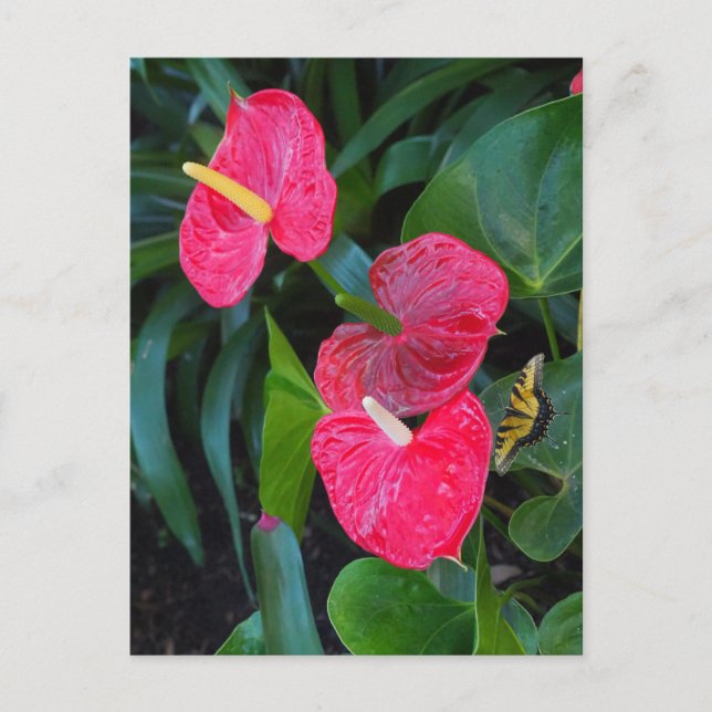 Red Heart Anthurium Plant Invitation Postcard (Front)