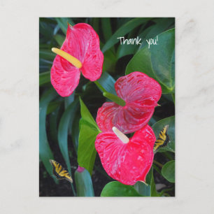 Red Heart Anthurium Plant Postcard