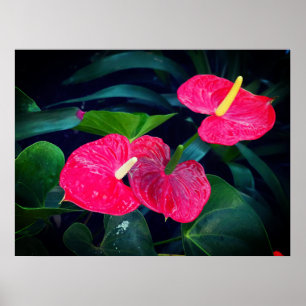 Red Heart Anthurium Plant Poster