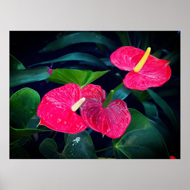 Red Heart Anthurium Plant Poster (Front)