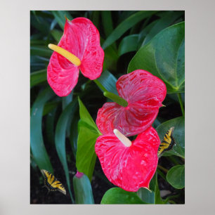Red Heart Anthurium Plant Poster