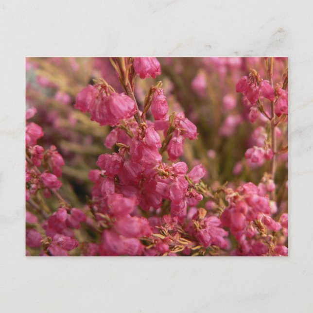 Red Heather flowers Postcard (Front)