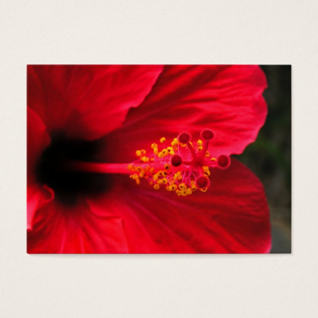 Red hibiscus (Front)