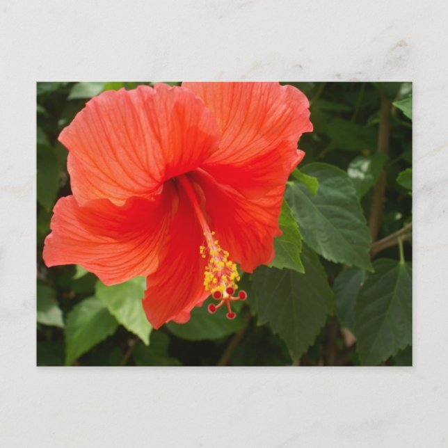 Red Hibiscus, Bucerias Postcard (Front)