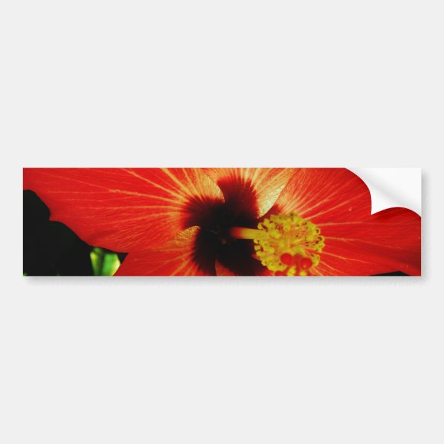 Red Hibiscus Bumper Sticker (Front)