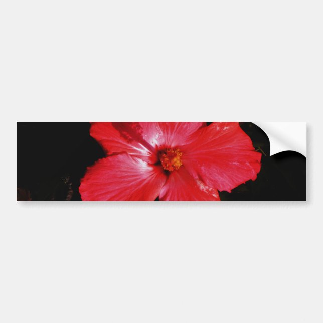 Red Hibiscus Bumper Sticker (Front)