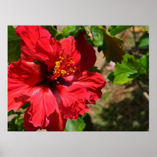 Red Hibiscus Canvas Print