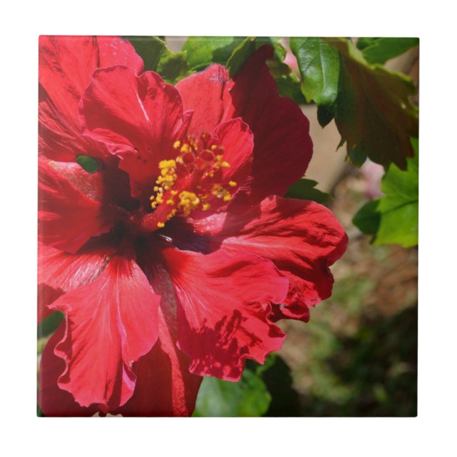 Red Hibiscus Ceramic Tile (Front)