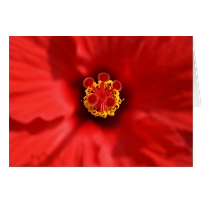 Red Hibiscus Close-up Card (Front Horizontal)