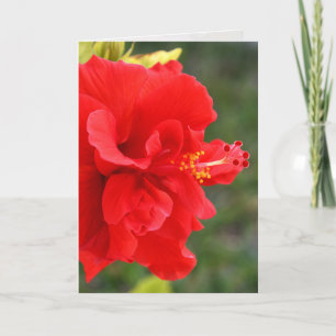 red hibiscus close up card