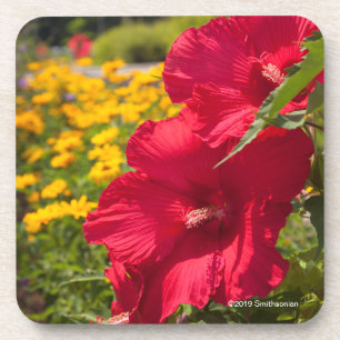 Red Hibiscus Coaster