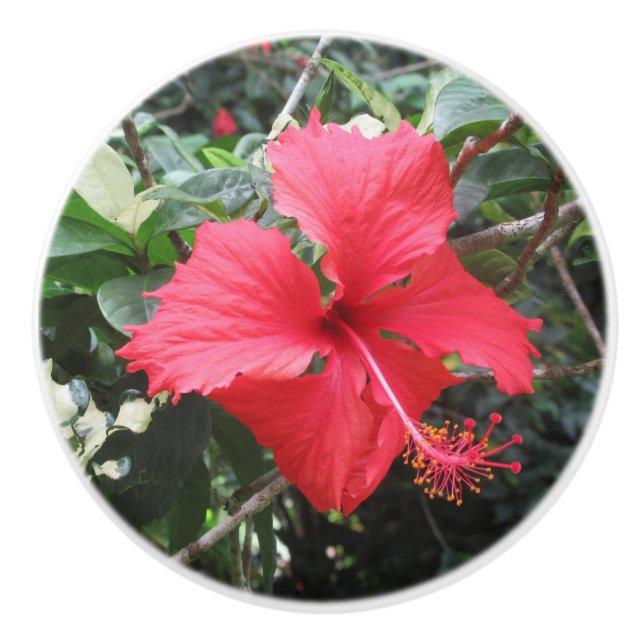 Red Hibiscus Drawer Knob (Front)