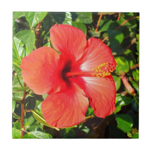 Red Hibiscus floral Tile