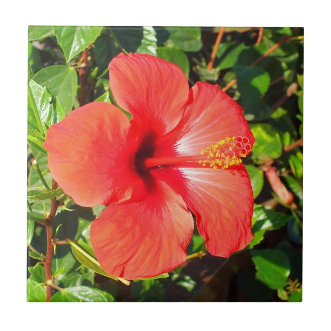 Red Hibiscus floral Tile (Front)