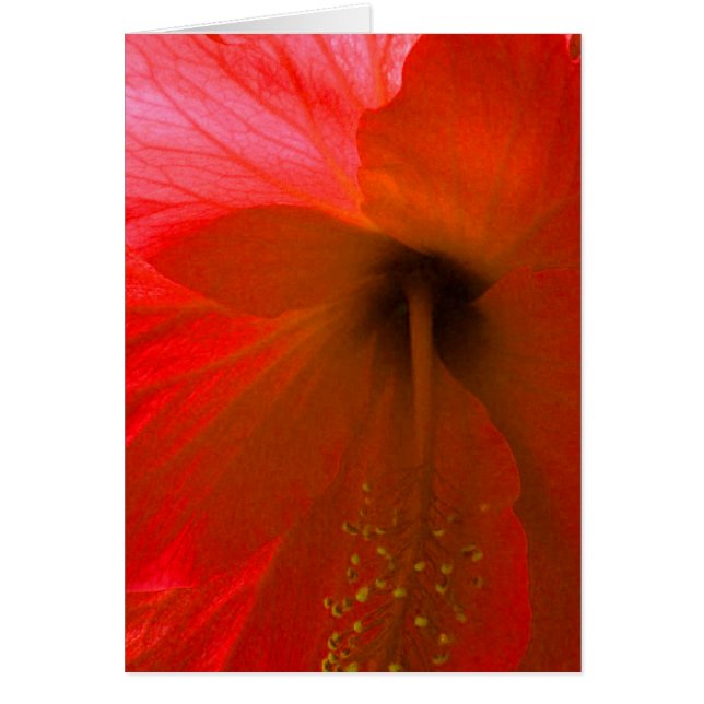 Red Hibiscus Flower (Front)
