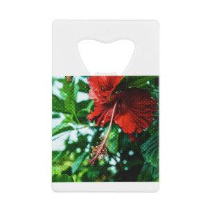 Red Hibiscus Flower
