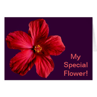 Red Hibiscus Flower