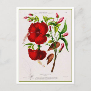 Red Hibiscus Flower Botanical Drawing Postcard