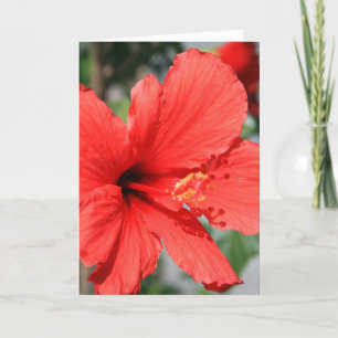 Red Hibiscus Flower Greeting Card,Note Card
