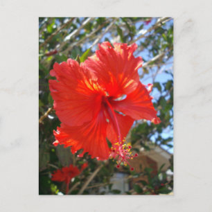 Red Hibiscus Flower, Post Card